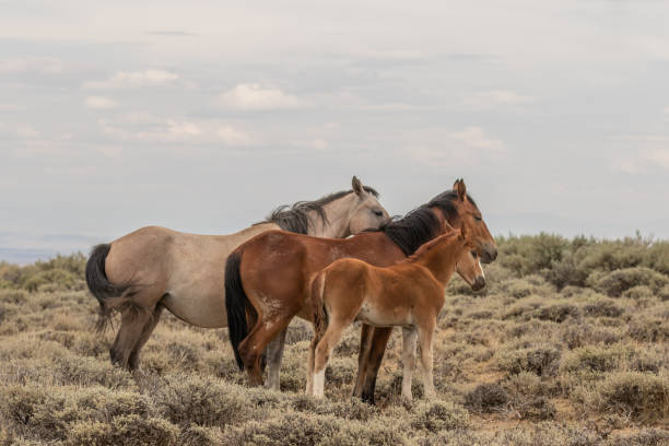 istock Wild Horse Mare and Foal 1059667892