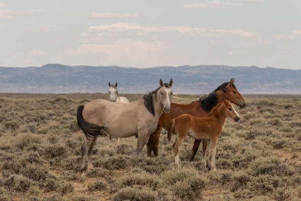 istock Wild Horse Mare and Foal 1059669124