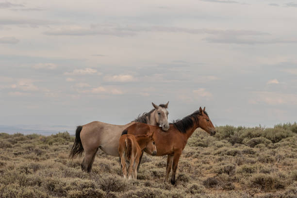 istock Wild Horse Mare and Foal 1059669242