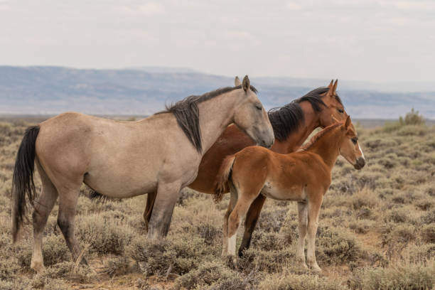istock Wild Horse Mare and Foal 1059669456