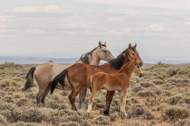 Wild Horse Mare and Foal