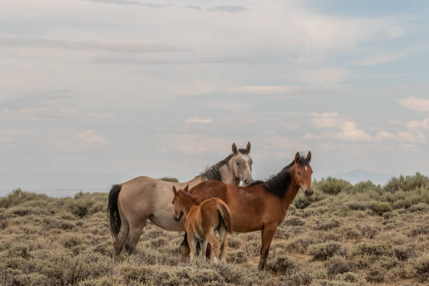 istock Wild Horse Mare and Foal 1059670030