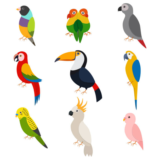 Parrots vector cartoon set: macaw, toucan, green parrot, lovebirds, cockatoos, ara, budgie and other. Flat icons of exotic birds isolated on white background. Parrots vector cartoon flat set. blue budgies cartoons stock illustrations