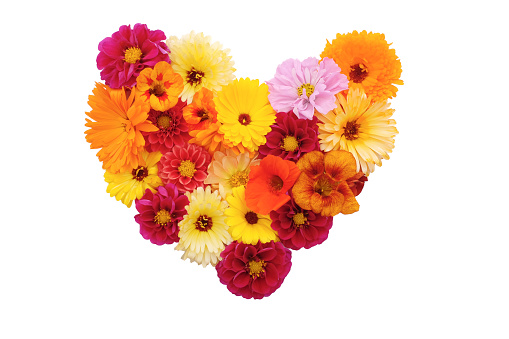Mixed flowers in a heart shape - dahlias, cosmos, nasturtiums and calendulas on white background