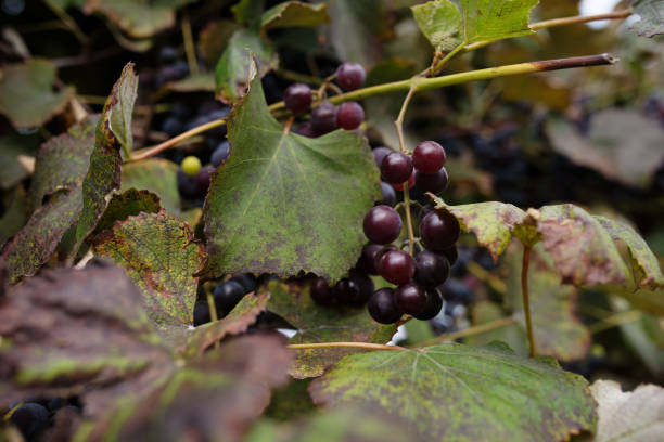 istock Blue grape cluster against sunlight closeup view 1059675468