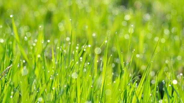 istock fresh green grass with water drops close-up 1059676130