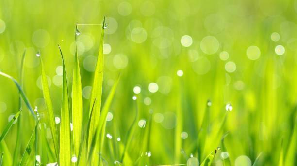 istock fresh green grass with water drops close-up 1059676132