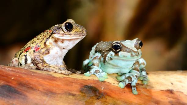 istock two colorful frogs in terrarium 1059676174