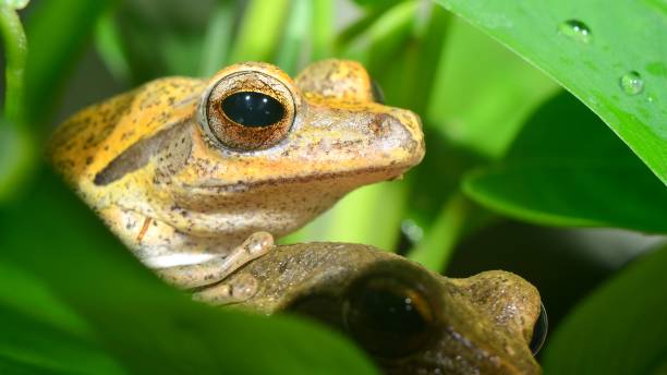 istock Colorful frog in terrarium 1059676200