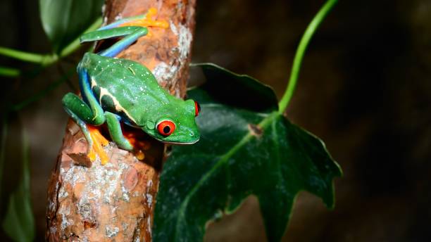 istock red-eye tree frog  Agalychnis callidryas in terrarium 1059676282
