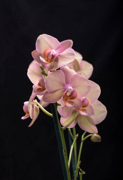 istock Pastel orchid flower isolated on black background 1059678672