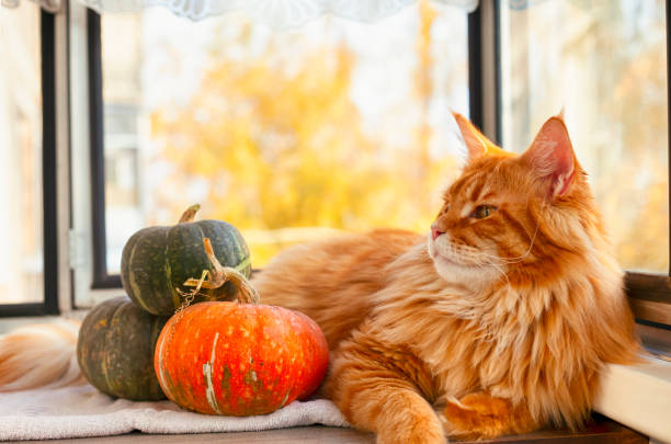 Ginger Maine Coon cat and pumpkins lying on the window.
