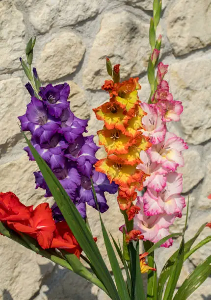 Photo of Head of  gladiolus flower against the background of a limestone wall