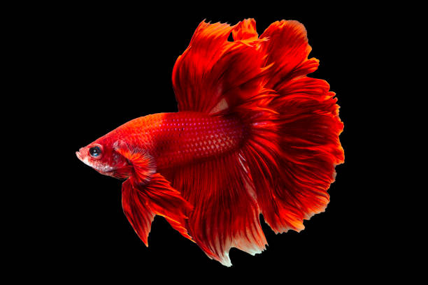 istock Red betta fighting fish,Half moon tail on isolated white background with clipping path. 1059680064