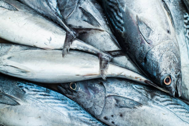 Longtail tuna on market.