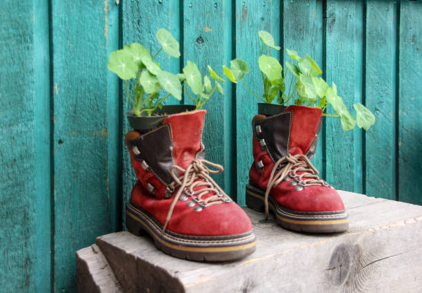 Old red hiking shoes as flower pot against wooden wall