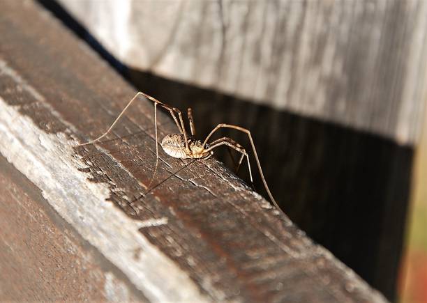 istock The wooden spider 1059683716