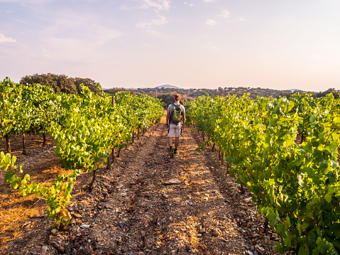 Young man walking among vines in a vineyard in Alentejo region, Portugal.