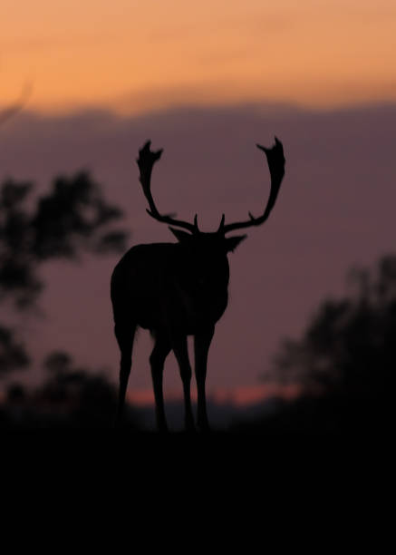 istock Silhouette of a Stag 1059688772