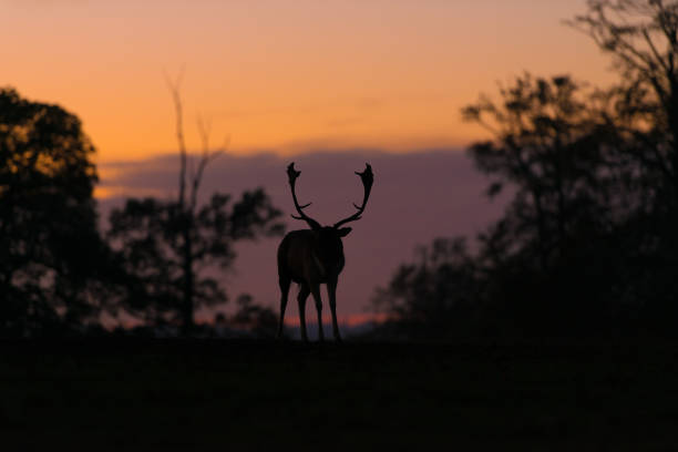 istock Silhouette of a Stag 1059688782