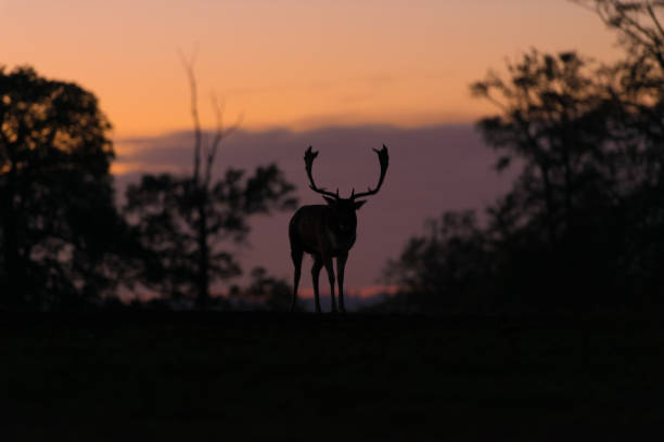 istock Silhouette of a Stag 1059688784