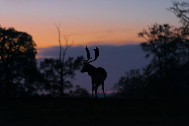 istock Silhouette of a Stag 1059688786