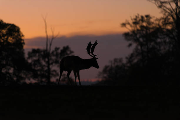 istock Silhouette of a stag 1059688790