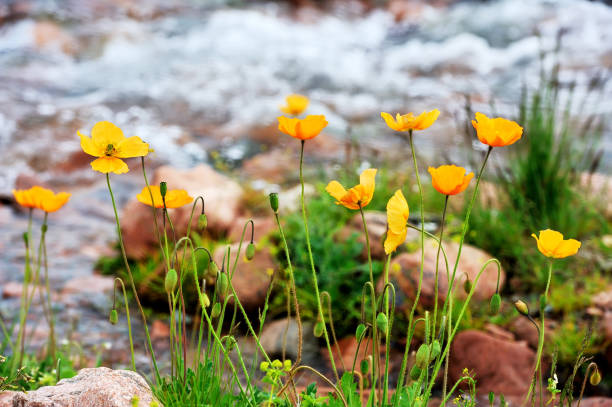 flower in the field stock photo