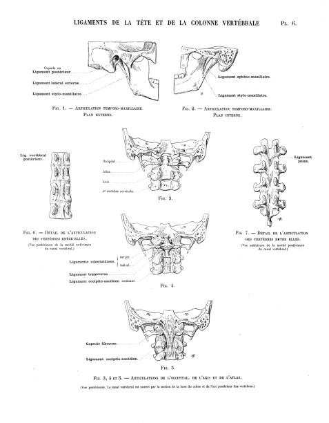 ilustracja anatomii ludzkiego ciała z antycznej francuskiej książki artystycznej: więzadła szyi - body human spine human head human neck stock illustrations