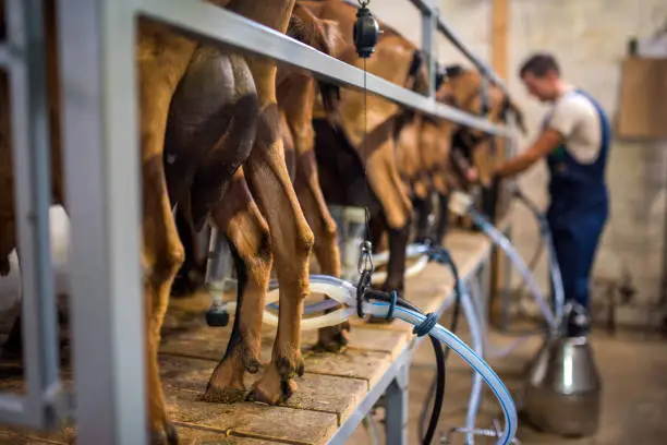 Photo of brown goats lined up in a row being milked by a farmer in a barn.