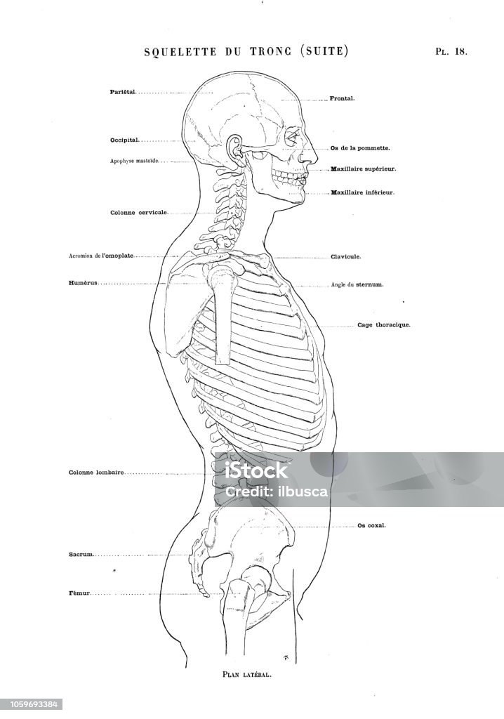 Illustration of human body anatomy from antique French art book: Torso bones profile 19th Century stock illustration