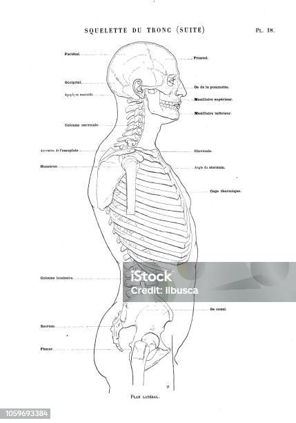 Illustration Of Human Body Anatomy From Antique French Art Book Torso Bones Profile Stock Illustration - Download Image Now