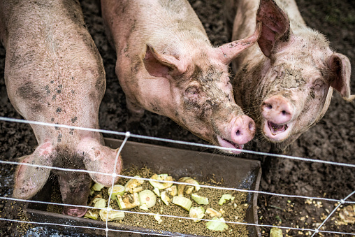 Three happy pigs eating in their pen in a barn