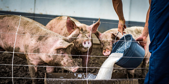 Photo of an unrecognizable farmer pouring a white liquid to a trough in a pig stall to feed three hungry pigs.