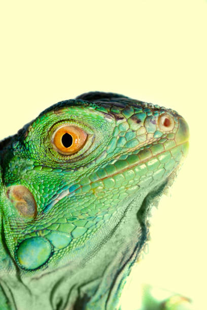 istock head of an iguana reptile 1059694094