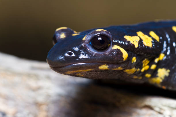 istock fire salamander in the nature 1059694164