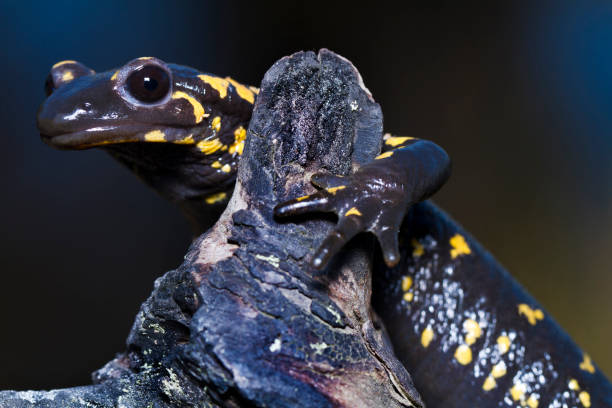 istock fire salamander in the nature 1059694166