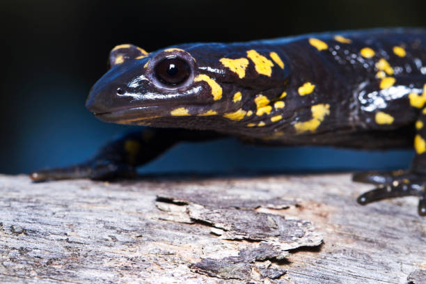 istock fire salamander in the nature 1059694170