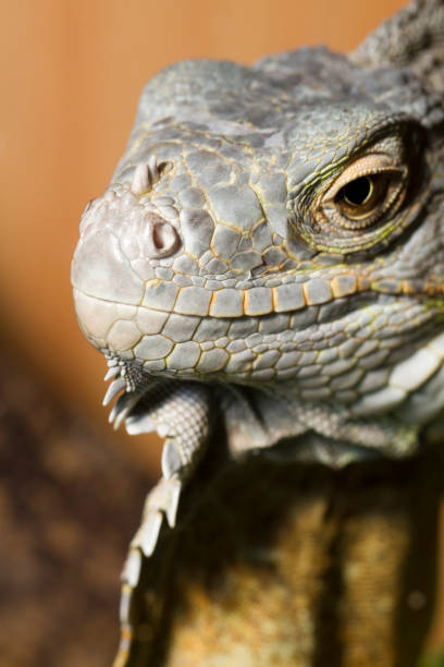 istock head of an iguana lizard 1059694310