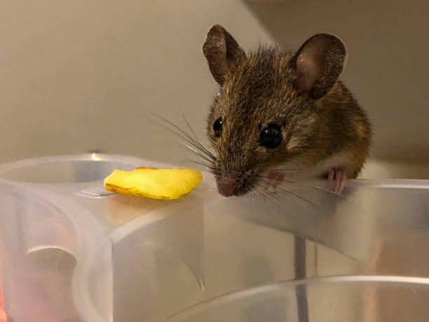 istock Cat hunter caught a field mouse prey tempted with piece of apple before release 1059697200