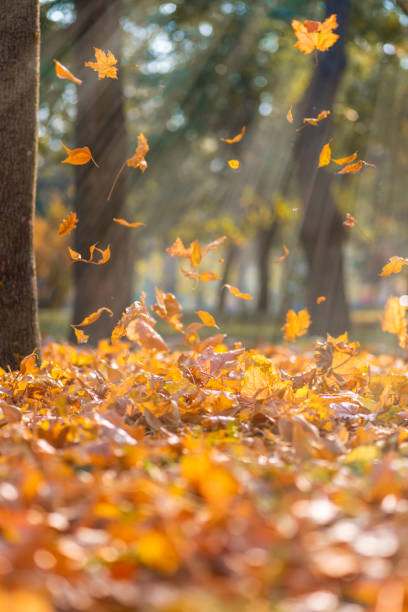 istock falling dry yellow maple leaves in the rays of a bright sun 1059699334