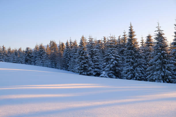 winter-lndscape von einem bergwald bedeckt mit schnee bei sonnenuntergang. - forest tundra stock-fotos und bilder