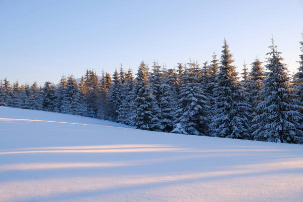 winter lndscape of a mountain forest covered with snow at sunset. - forest tundra imagens e fotografias de stock