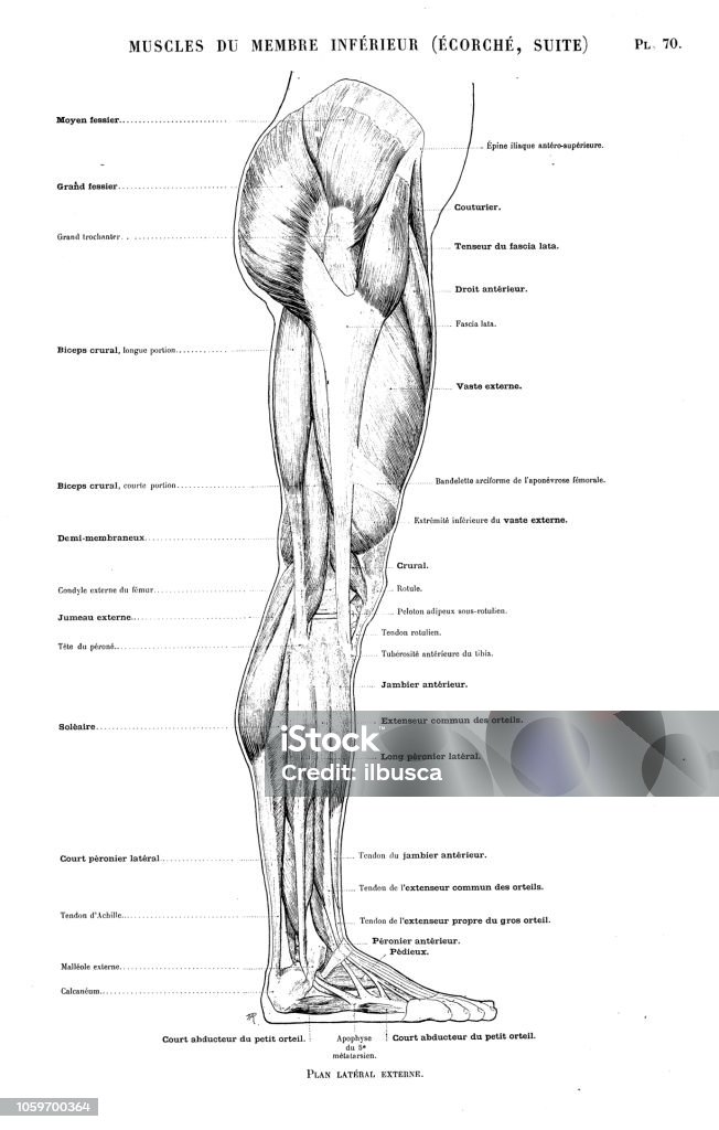 Illustration of human body anatomy from antique French art book: Leg and foot muscles Anatomy stock illustration