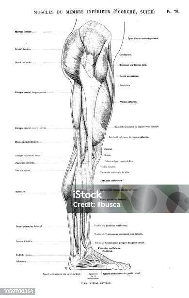 Illustration Of Human Body Anatomy From Antique French Art Book Leg And Foot Muscles Stock Illustration - Download Image Now