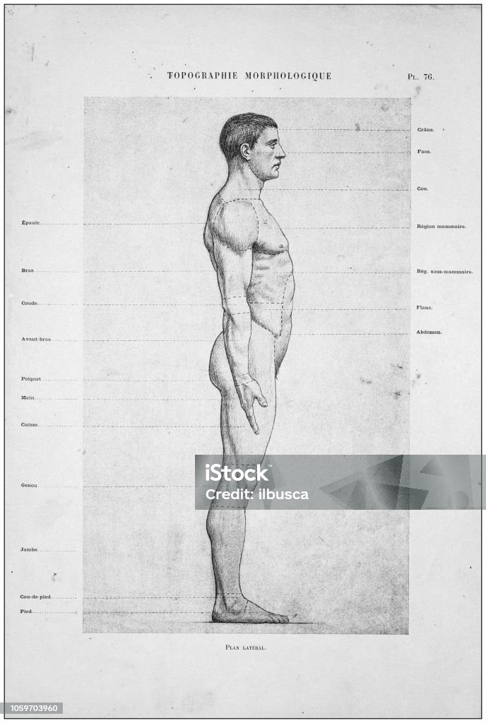 Illustration of human body anatomy from antique French art book The Human Body stock illustration