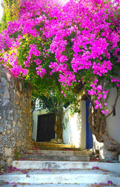 istock Bougainvillea Stone Street 1059704122