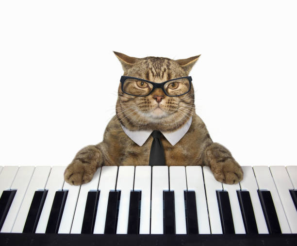 Cat Plays The Piano 3 Stock Photo - Download Image Now - Piano