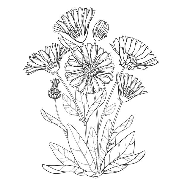 Vector bunch with outline Calendula officinalis or pot marigold, bud, leaf and flower in black isolated on white background. Vector bunch with outline Calendula officinalis or pot marigold, bud, leaf and flower in black isolated on white background. Contour medicinal plant Calendula for herbal design or coloring book. pot marigold stock illustrations