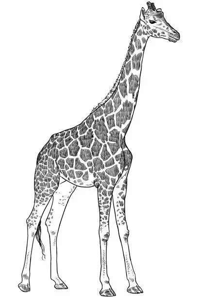 Vector illustration of Giraffe drawing